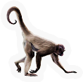HDN-spider_monkey.png