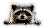 HDN-raccoon.png