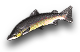 -HDN-bear-salmon.png