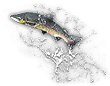 -HDN-river-salmon.png