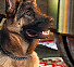 PRE-chewToy-maxToy+given.png