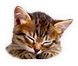 HDN-sleeping_kitten.png
