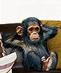 PRE-banana-feedChimp+done.png