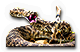 -HDN-grid-diamond_back.png