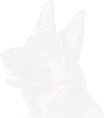 PRE-biscuit-biscuitToDog+woof.png