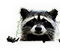 HDN-raccoon.png