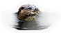 HDN-otter.png