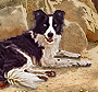 PRE-bone-giveBone+dogBone.png
