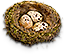 HDN-birds_eggs.png