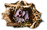 HDN-rats_nest.png