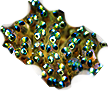 HDN-fish_eggs.png