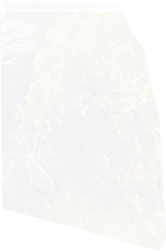 PRE-fishFood-feedFish+fishFed.png