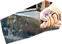 PRE-bhammer-giveHammer+womansHammer.png