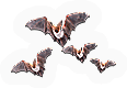 -HDN-cave-bat_colony.png