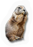 HDN-gopher.png