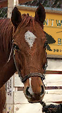 PRE-carrot-feedHorse+fed.png