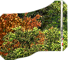 PRE-flag1-hoistFlag+flagRaised.png