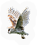 HDN-barn_owl.png