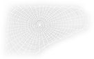 HDN-spiders_web.png