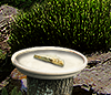 PRE-water-fillBirdbath+filled.png