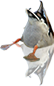 HDN-diving_duck.png