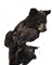 HDN-baby_bear.png