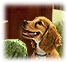PRE-bone-givebone+dogHappy