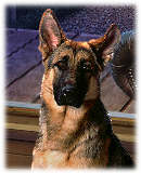 PRE-collar-GiveCollar+collarComplete
