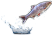 HDN-fish.png