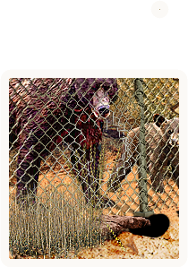 PRE-fenceCoil-holeFilled+fencepatch.png