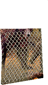 PRE-pliers-fenceFixed+fenceComplete.png