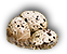 HDN-birds_eggs.png