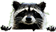 HDN-raccoon.png