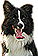 HDN-dog.png