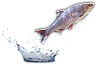HDN-fish.png