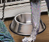 PRE-dogFood-feedDog+dogFed.png