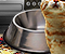 PRE-catFood-BowlFilled+catFed.png