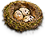 HDN-birds_eggs.png