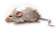 HDN-mouse.png