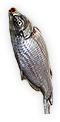 HDN-fish.png