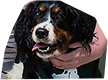 PRE-bone-boneGiven+GivenBone.png