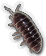 HDN-pill_bug.png