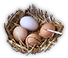 HDN-eggs.png