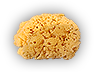 HDN-sponge.png